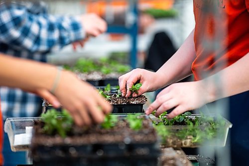 MIKAELA MACKENZIE / WINNIPEG FREE PRESS

Avery Venne transplants vinca seedlings at the Shelmerdine Garden Centre greenhouses in Winnipeg on Tuesday, April 11, 2023. For Malak story.

Winnipeg Free Press 2023.