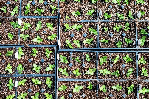 MIKAELA MACKENZIE / WINNIPEG FREE PRESS

Transplanted vinca seedlings at the Shelmerdine Garden Centre greenhouses in Winnipeg on Tuesday, April 11, 2023. For Malak story.

Winnipeg Free Press 2023.