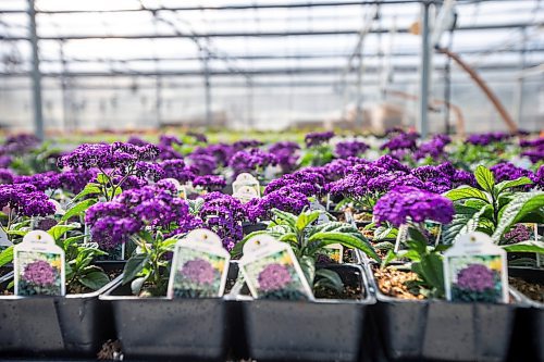 MIKAELA MACKENZIE / WINNIPEG FREE PRESS

Heliotropes grow in the Shelmerdine Garden Centre greenhouses in Winnipeg on Tuesday, April 11, 2023. For Malak story.

Winnipeg Free Press 2023.