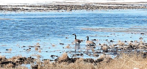 A pair of newly-arrived geese wade in the shallow waters of a field east of Brandon on Tuesday afternoon. (Matt Goerzen/The Brandon Sun)