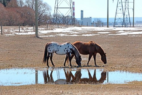 A pair of horses are reflected in a pasture puddle east of Brandon on Tuesday afternoon. (Matt Goerzen/The Brandon Sun)