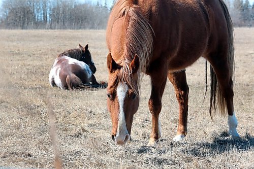 A pair of horses enjoy the warming sun in a pasture west of Brandon on Tuesday afternoon. (Matt Goerzen/The Brandon Sun)