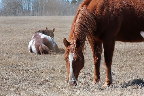 A pair of horses enjoy the warming sun in a pasture west of Brandon on Tuesday afternoon. (Matt Goerzen/The Brandon Sun)