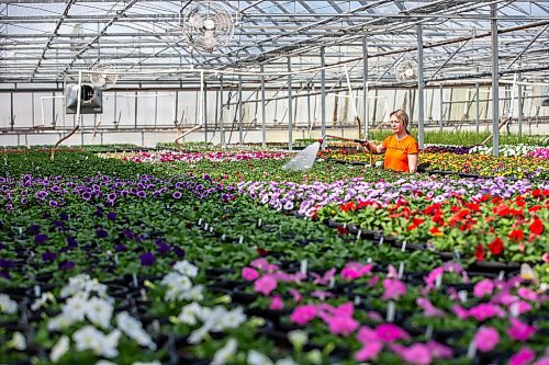 MIKAELA MACKENZIE / WINNIPEG FREE PRESS

Caitlin Wikdahl waters flowers in the Shelmerdine Garden Centre greenhouses in Winnipeg on Tuesday, April 11, 2023. For Malak story.

Winnipeg Free Press 2023.