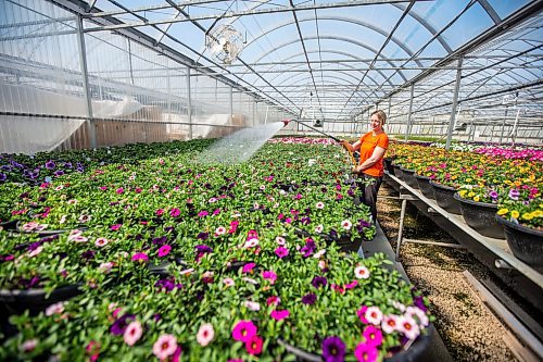 MIKAELA MACKENZIE / WINNIPEG FREE PRESS

Caitlin Wikdahl waters flowers in the Shelmerdine Garden Centre greenhouses in Winnipeg on Tuesday, April 11, 2023. For Malak story.

Winnipeg Free Press 2023.