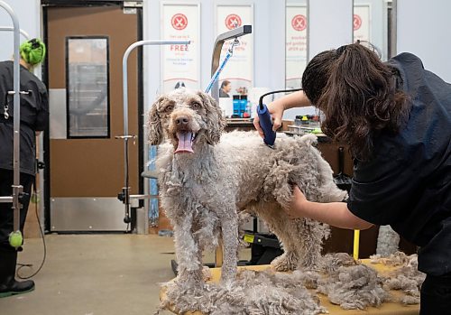 JESSICA LEE / WINNIPEG FREE PRESS

Esperanza, a Portuguese water dog, gets ready for spring with a fresh trim with the help of Christian Cerecedo on National Pet Day, April 11, 2023 at the Garden City Petsmart.

Stand up