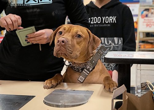 JESSICA LEE / WINNIPEG FREE PRESS

Duke, a year and a half old pit bull, with owner Mason McIntyre, 14, checks on his purchases on National Pet Day, April 11, 2023 at the Garden City Petsmart.

Stand up