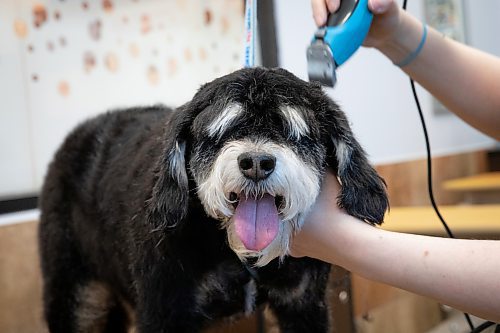 JESSICA LEE / WINNIPEG FREE PRESS

Barney, a Standard Schnauzer, gets ready for spring with a haircut on National Pet Day, April 11, 2023 at the Garden City Petsmart.

Stand up