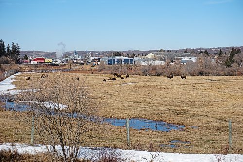 A herd of bison graze in a lower field near the railroad tracks that run through town at the Minnedosa Bison Park, located 52 kilometres north of Brandon. (Miranda Leybourne/The Brandon Sun)