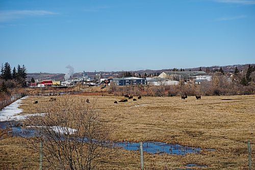 A herd of bison graze in a lower field near the railroad tracks that run through town at the Minnedosa Bison Park, located 52 kilometres north of Brandon. (Miranda Leybourne/The Brandon Sun)