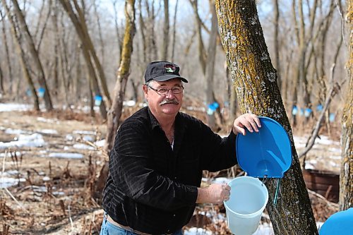 Bob Gass, a maple sugar producer, is collecting sap from a maple tree on his property just west of McCreary on Wednesday. (Michele McDougall, Brandon Sun)