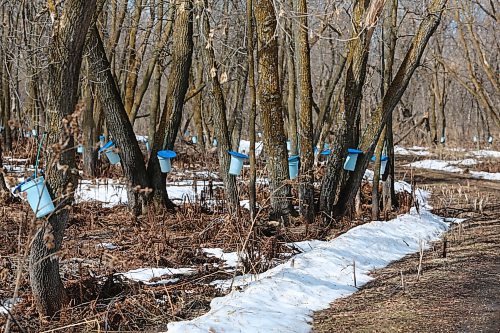 Sap collecting pails on Bob Gass's property just west of McCreary on Wednesday. (Michele McDougall, Brandon Sun) 