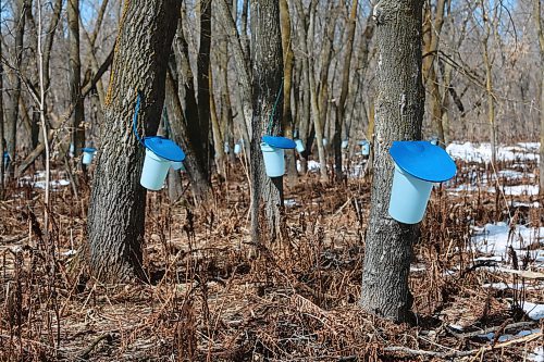 A few of the sap collecting pails on Bob Gass's property just west of McCreary on Wednesday. (Michele McDougall, Brandon Sun) 