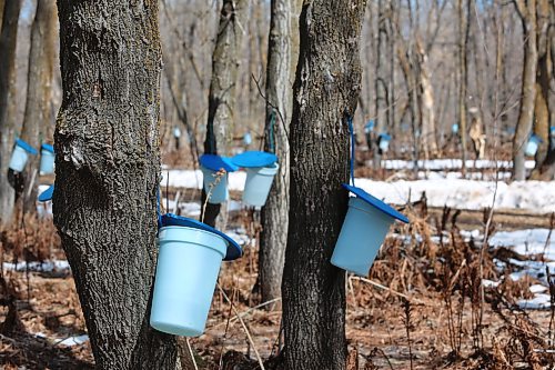 A few of the sap collecting pails on Bob Gass's property just west of McCreary on Wednesday. (Michele McDougall, Brandon Sun) 