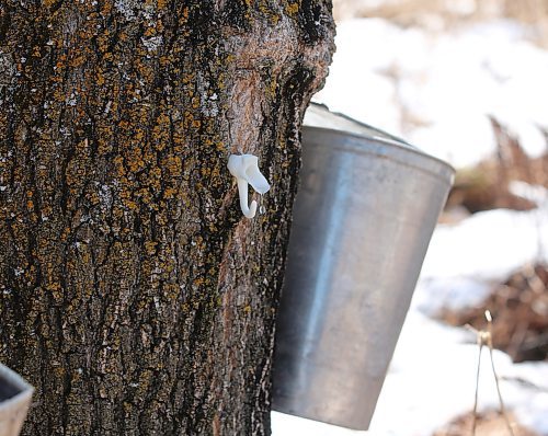 A drop of sugar water from a Manitoba maple tree on Bob Gass's property just west of McCreary on Wednesday. (Michele McDougall, Brandon Sun) 