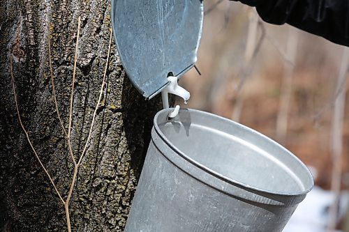 A drop of sugar water from a Manitoba maple tree on Bob Gass's property just west of McCreary on Wednesday. (Michele McDougall, Brandon Sun) 