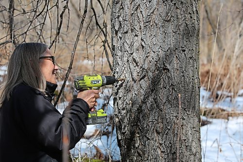 Pam Little, president of the Manitoba Maple Syrup Festival drill into a Manitoba maple tree to insert a spout and pail to collect sap on Bob Gass's property just west of McCreary on Wednesday. (Michele McDougall, Brandon Sun) 