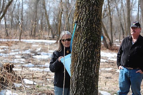 Pam Little, president of the Manitoba Maple Syrup Festival checks one of the sap collecting pails on Bob Gass's property just west of McCreary on Wednesday. (Michele McDougall, Brandon Sun)