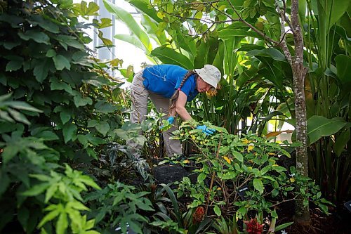 Mike Deal / Winnipeg Free Press
Euguenia Druyet Zoubareva, Lead Horticulturist at The Leaf.
See AV Kitching story
230406 - Thursday, April 06, 2023.