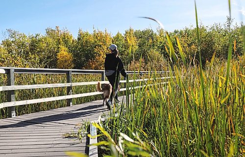 RUTH BONNEVILLE / WINNIPEG FREE PRESS

Weather standup

Keri Wizbicki and her 4-year-old dog Narya, enjoy the warm weather as the walk along the Assiniboine Forest boardwalk Tuesday.

Sept 27th,  2022

