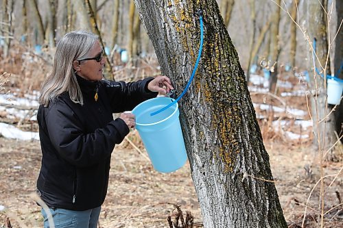 Pam Little, president of the Manitoba Maple Syrup Festival checks one of the sap collecting pails on Bob Gass's property just west of McCreary on Wednesday. (Michele McDougall, Brandon Sun) 