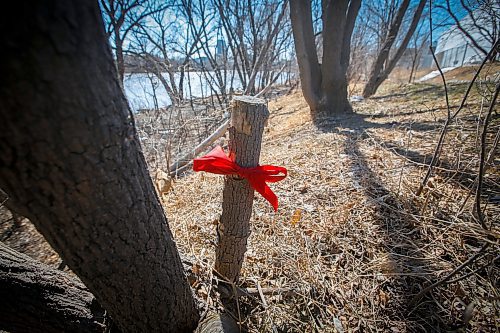JOHN WOODS / WINNIPEG FREE PRESS
A ribbon marks the area where Herman found body parts in a bag down by the Red River while out for a walk Monday, April 17, 2023. 

Re: Kitching