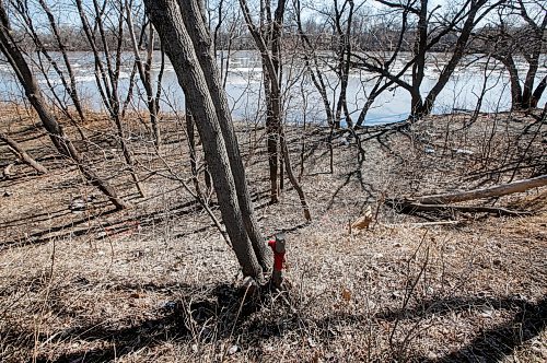 JOHN WOODS / WINNIPEG FREE PRESS
A red ribbon on the Red River bank where a man found body parts in a bag while out for a walk Monday, April 17, 2023. 

Re: Kitching