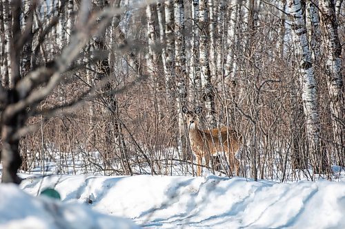 MIKAELA MACKENZIE / WINNIPEG FREE PRESS

A deer on the Mustard family&#x573; property near Anola on Friday, March 24, 2023. For JS story.

Winnipeg Free Press 2023.