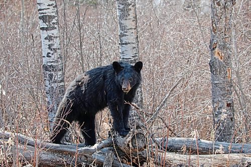 A black bear walks along a series of fallen trees along the road from Highway 10 to Lake Audy in Riding Mountain National Park. (Tim Smith/The Brandon Sun)