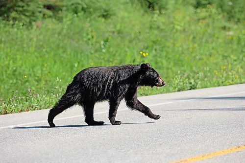 A black bear crosses Highway 10 in Riding Mountain National Park. (Tim Smith/The Brandon Sun)
