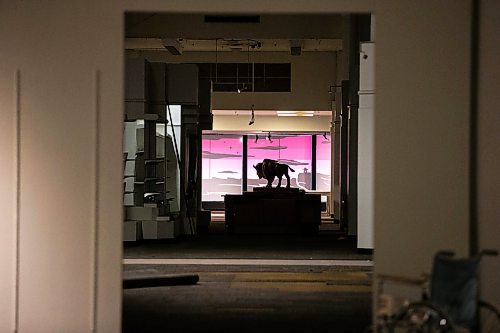 MIKAELA MACKENZIE / WINNIPEG FREE PRESS

The bison statue on the main floor at The Bay, now empty and shuttered before being renovated by the Southern Chiefs' Organization, in Winnipeg on Friday, April 21, 2023.

Winnipeg Free Press 2023.