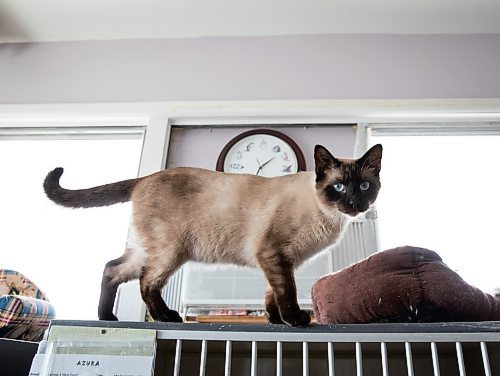 JESSICA LEE / WINNIPEG FREE PRESS

A cat is photographed at RESCUE Siamese shelter April 21, 2023.

Reporter: Joel Schlesinger