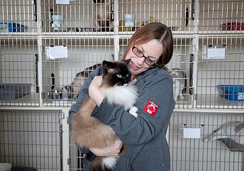 JESSICA LEE / WINNIPEG FREE PRESS

Tara Mychalyshyn, assistant director of RESCUE Siamese, is photographed April 21, 2023, holding Willow at RESCUE Siamese shelter.

Reporter: Joel Schlesinger