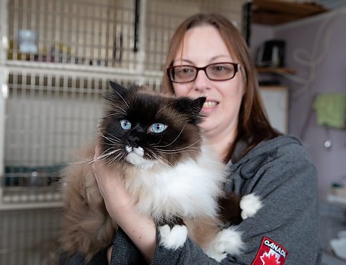 JESSICA LEE / WINNIPEG FREE PRESS

Tara Mychalyshyn, assistant director of RESCUE Siamese, is photographed April 21, 2023, holding Willow at RESCUE Siamese shelter.

Reporter: Joel Schlesinger