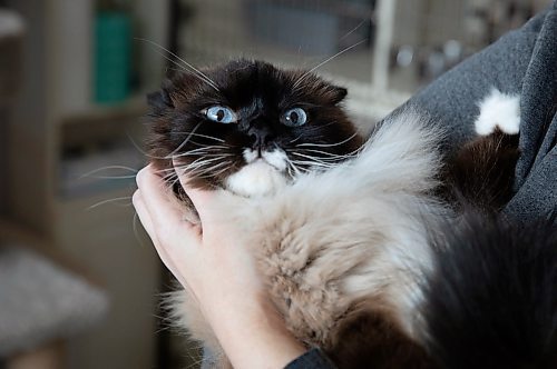 JESSICA LEE / WINNIPEG FREE PRESS

Willow is photographed at RESCUE Siamese shelter April 21, 2023.

Reporter: Joel Schlesinger