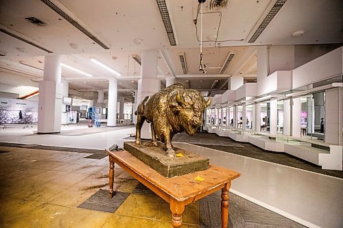 MIKAELA MACKENZIE / WINNIPEG FREE PRESS

The bison statue on the main floor at The Bay, now empty and shuttered before being renovated by the Southern Chiefs' Organization, in Winnipeg on Friday, April 21, 2023.

Winnipeg Free Press 2023.