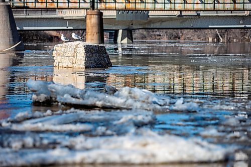 MIKAELA MACKENZIE / WINNIPEG FREE PRESS

The Assiniboine River runs high at The Forks in Winnipeg on Tuesday, April 25, 2023. For Jen story.

Winnipeg Free Press 2023.