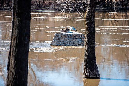 MIKAELA MACKENZIE / WINNIPEG FREE PRESS

The Assiniboine River runs high at The Forks in Winnipeg on Tuesday, April 25, 2023. For Jen story.

Winnipeg Free Press 2023.