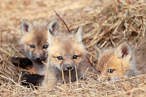 Young red fox kits peer out from their den in southeast Brandon on Wednesday afternoon. (Tim Smith/The Brandon Sun)