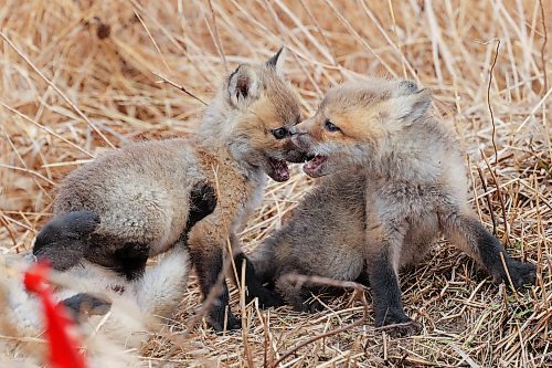 Young red fox kits play outside their den in southeast Brandon on Wednesday afternoon. (Tim Smith/The Brandon Sun)