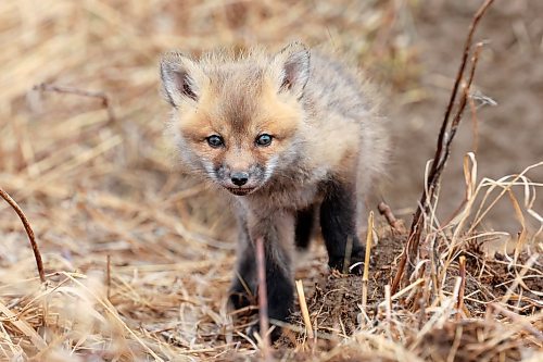 A curious red fox kit explores outside its den in southeast Brandon on Wednesday afternoon. (Tim Smith/The Brandon Sun)