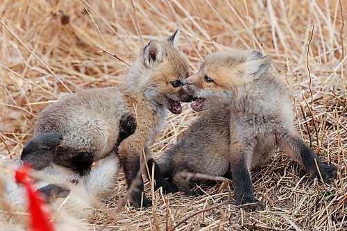 25042023
Young red fox kits play outside their den in southeast Brandon on a mild Wednesday afternoon. 
(Tim Smith/The Brandon Sun)