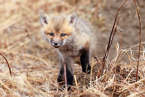 25042023
A curious red fox kit explores outside its den in southeast Brandon on a mild Wednesday afternoon. 
(Tim Smith/The Brandon Sun)