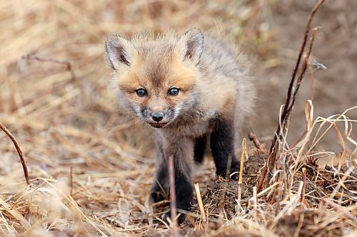 25042023
A curious red fox kit explores outside its den in southeast Brandon on a mild Wednesday afternoon. 
(Tim Smith/The Brandon Sun)