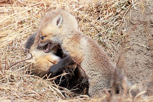 25042023
Young red fox kits play outside their den in southeast Brandon on a mild Wednesday afternoon. 
(Tim Smith/The Brandon Sun)