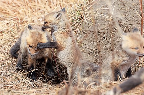 25042023
Young red fox kits play outside their den in southeast Brandon on a mild Wednesday afternoon. 
(Tim Smith/The Brandon Sun)