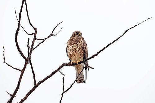 25042023
A hawk surveys the landscape from its perch west of Brandon on a mild Wednesday afternoon. 
(Tim Smith/The Brandon Sun)