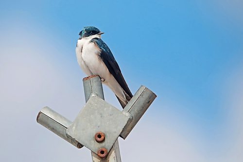 280423
A swallow sits atop a metal post at Oak Lake Beach on a mild Friday afternoon.  (Tim Smith/The Brandon Sun)