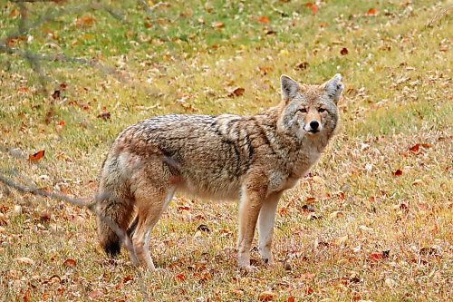 25102022
A coyote roams along Highway 10 north of Minnedosa on a cool Tuesday. (Tim Smith/The Brandon Sun)