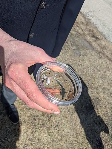 David Wade, the city's superintendent of insect control, holds a dish containing mosquito larvae. City crews will be spraying larvicide on standing water in ditches and low-lying areas to help control the mosquito population. (Chris Kitching / Winnipeg Free Press)